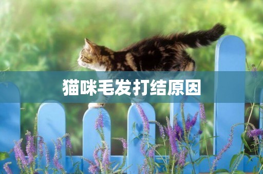 貓咪毛發打結原因