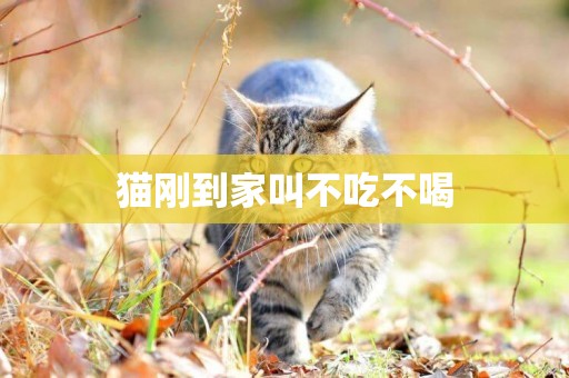 貓剛到家叫不吃不喝