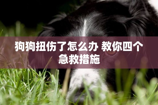 狗狗扭傷了怎么辦 教你四個急救措施