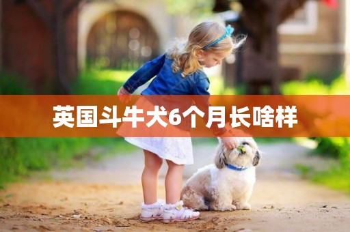 英國斗牛犬6個月長啥樣
