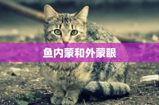 魚內蒙和外蒙眼