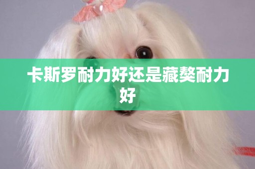 卡斯羅耐力好還是藏獒耐力好