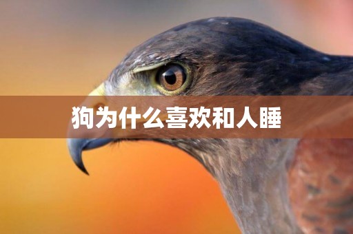 狗為什么喜歡和人睡