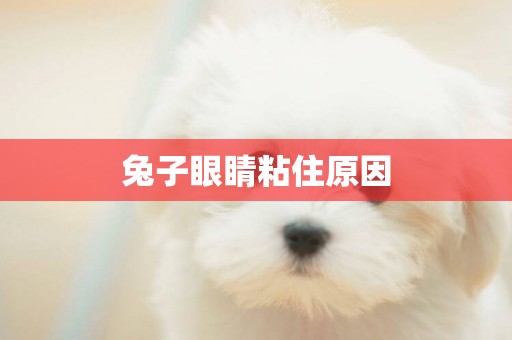 兔子眼睛粘住原因