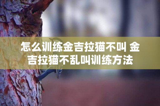 怎么訓練金吉拉貓不叫 金吉拉貓不亂叫訓練方法