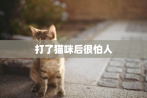 打了貓咪后很怕人