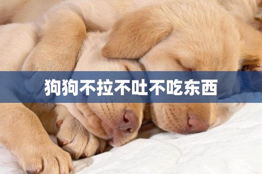 狗狗不拉不吐不吃東西