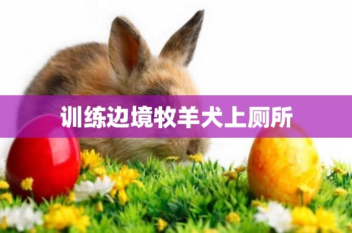 訓練邊境牧羊犬上廁所