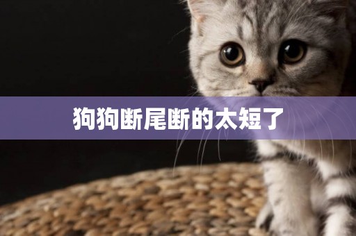 狗狗斷尾斷的太短了