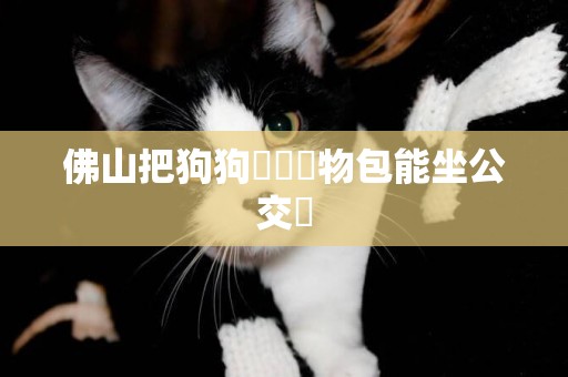 佛山把狗狗裝進寵物包能坐公交嗎