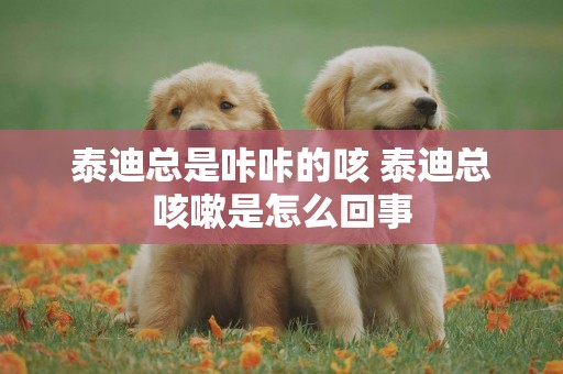 泰迪總是咔咔的咳 泰迪總咳嗽是怎么回事