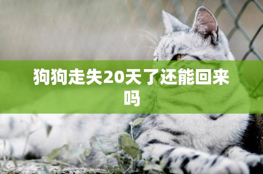 狗狗走失20天了還能回來嗎