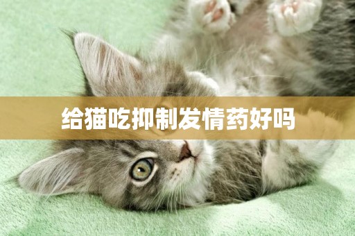 給貓吃抑制發情藥好嗎