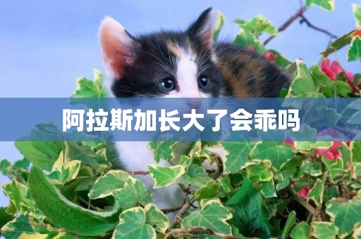 阿拉斯加長大了會乖嗎