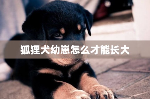 狐貍犬幼崽怎么才能長大