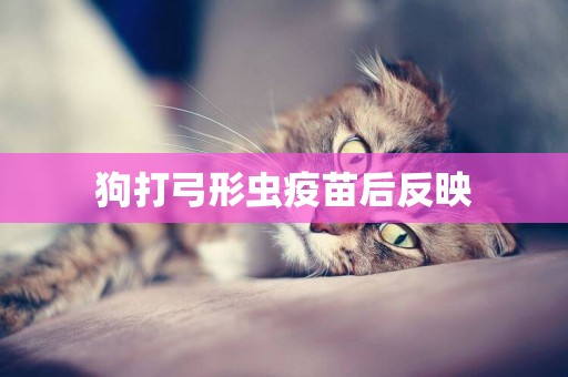 狗打弓形蟲疫苗后反映