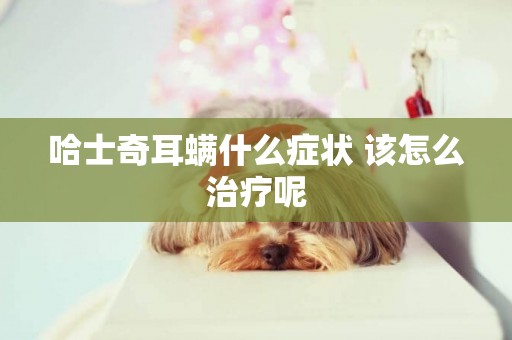 哈士奇耳螨什么癥狀 該怎么治療呢