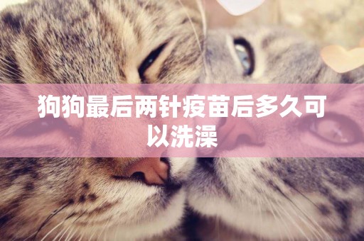 狗狗最后兩針疫苗后多久可以洗澡