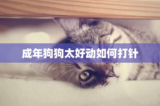 成年狗狗太好動如何打針
