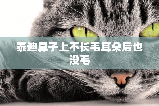 泰迪鼻子上不長毛耳朵后也沒毛