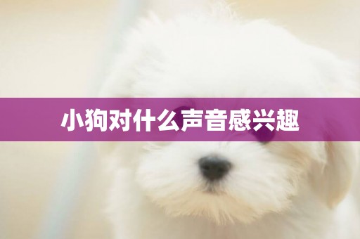 小狗對什么聲音感興趣