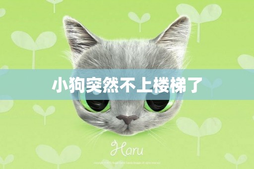 小狗突然不上樓梯了