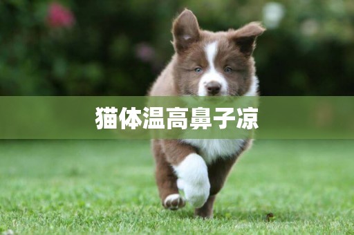 貓體溫高鼻子涼