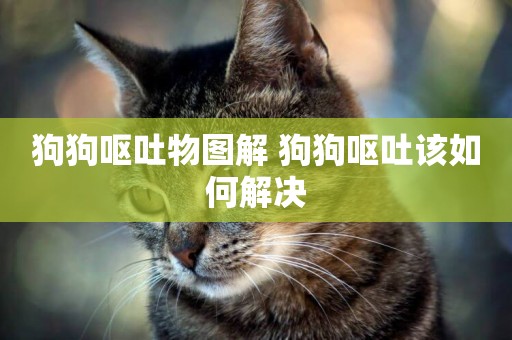 狗狗嘔吐物圖解 狗狗嘔吐該如何解決