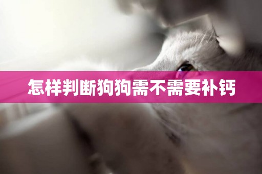 怎樣判斷狗狗需不需要補鈣