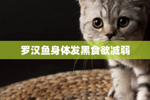 羅漢魚身體發黑食欲減弱