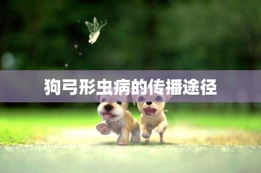 狗弓形蟲病的傳播途徑