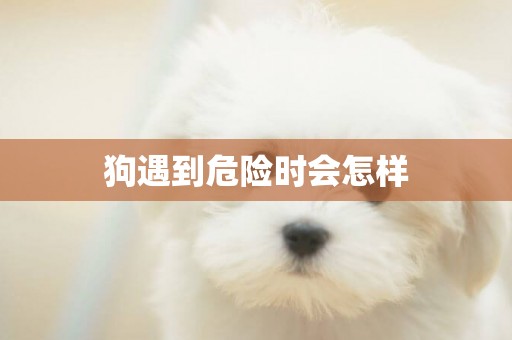 狗遇到危險時會怎樣