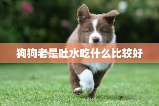狗狗老是吐水吃什么比較好