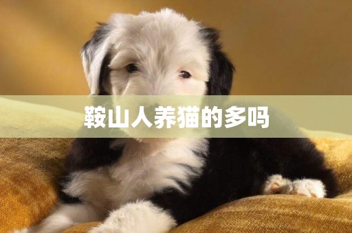 鞍山人養貓的多嗎