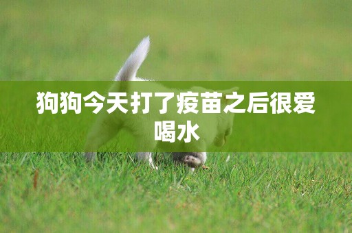 狗狗今天打了疫苗之后很愛喝水