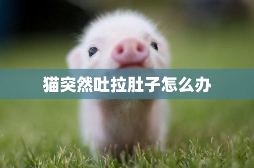 貓突然吐拉肚子怎么辦