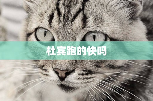 杜賓跑的快嗎