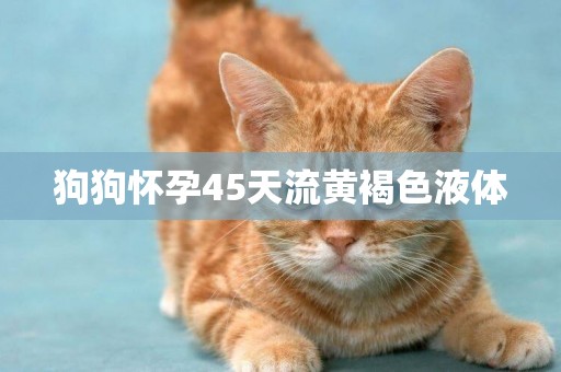 狗狗懷孕45天流黃褐色液體