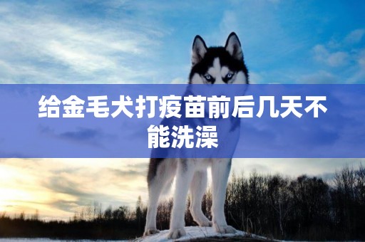 給金毛犬打疫苗前后幾天不能洗澡