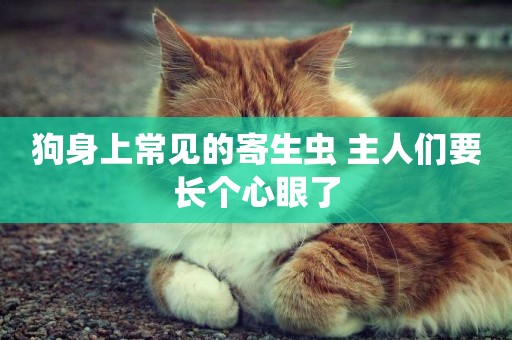 狗身上常見的寄生蟲 主人們要長個心眼了