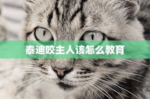 泰迪咬主人該怎么教育