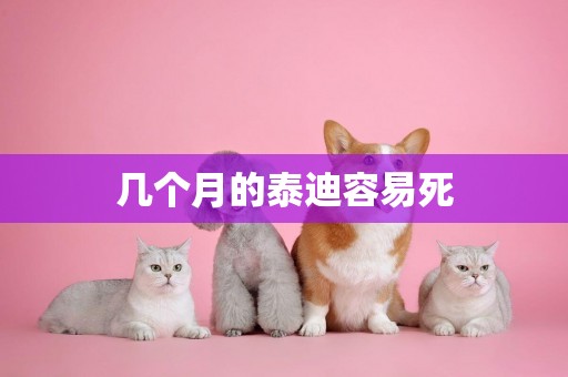 幾個月的泰迪容易死