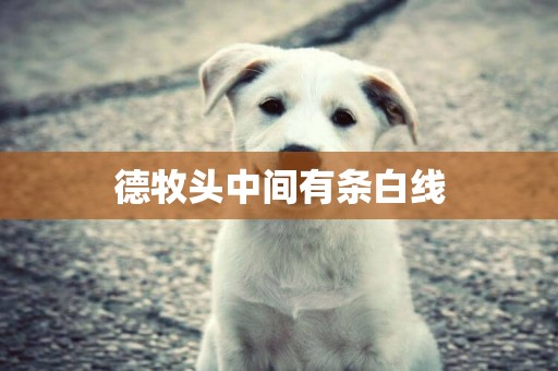 德牧頭中間有條白線