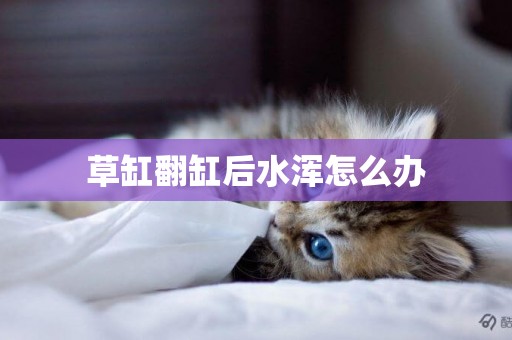 草缸翻缸后水渾怎么辦