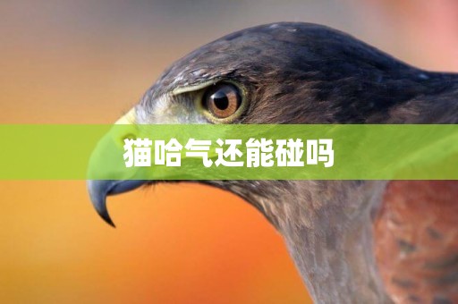 貓哈氣還能碰嗎
