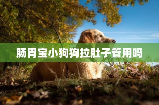 腸胃寶小狗狗拉肚子管用嗎