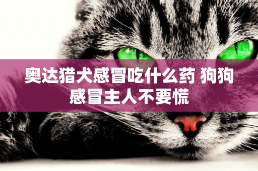 奧達獵犬感冒吃什么藥 狗狗感冒主人不要慌