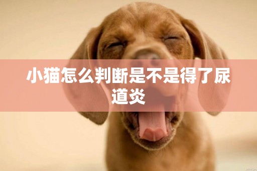 小貓怎么判斷是不是得了尿道炎