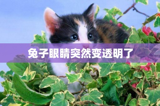 兔子眼睛突然變透明了