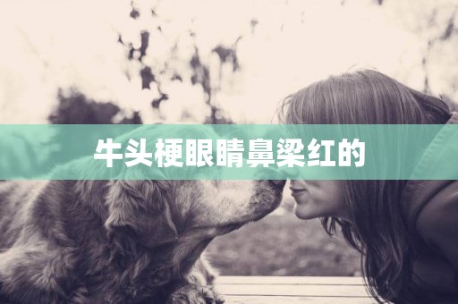 牛頭梗眼睛鼻梁紅的